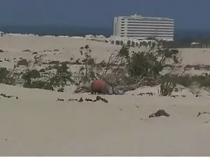 ثرثارة الحلمة تحميل  ...